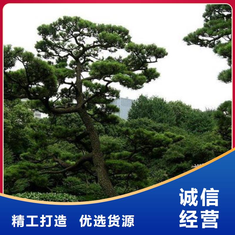  造型松服务周到