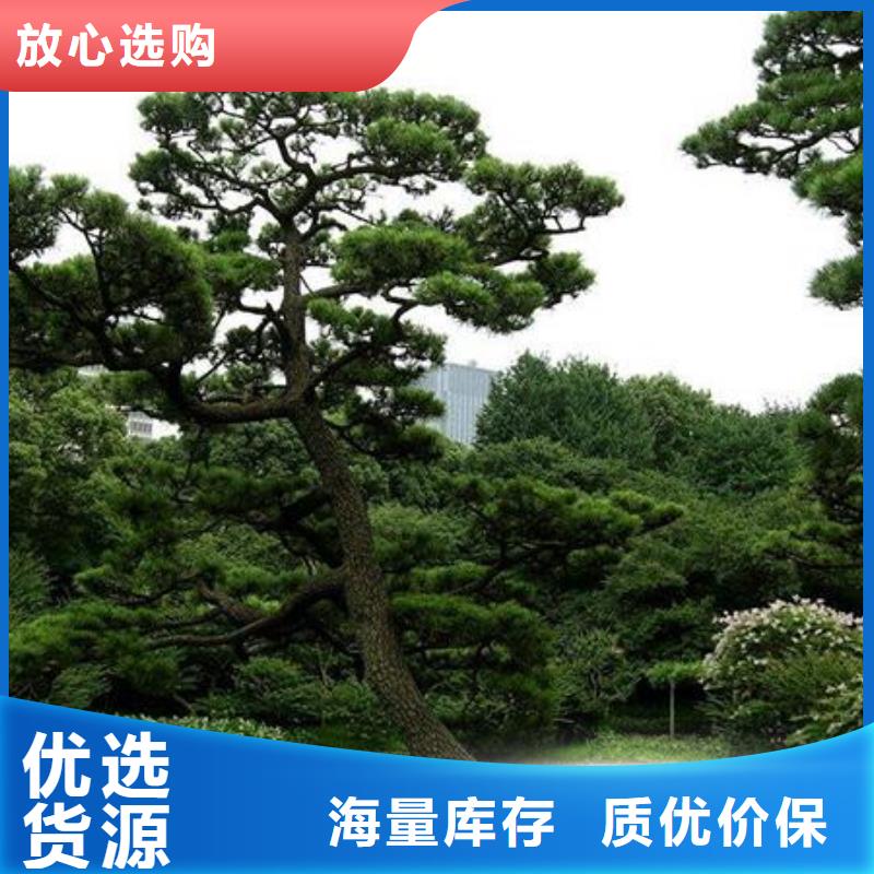 2025采购##造型景松##品种齐全