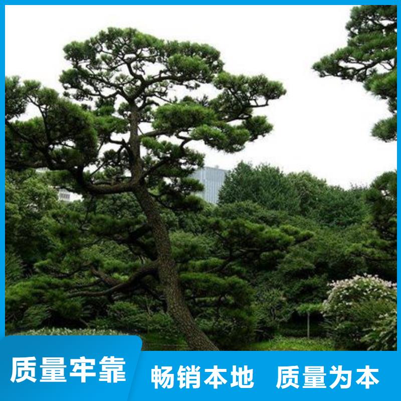 造型松好货促销