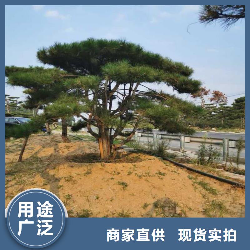 批发造型油松_诚信企业