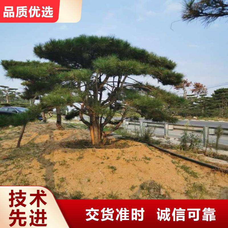 景观松免费设计