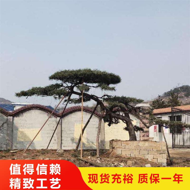 造型松当地厂家值得信赖