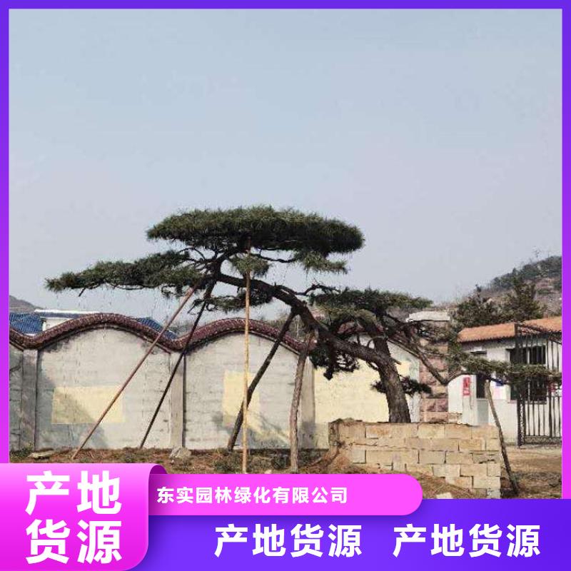 黑松本地正规大厂