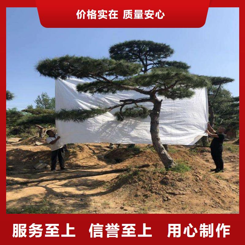 平顶松供应厂家