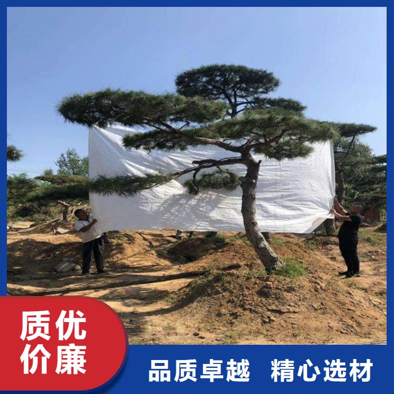 景观松优选厂商