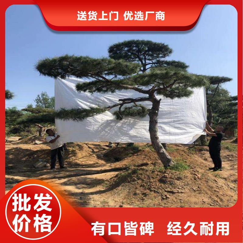造型松树-信守承诺