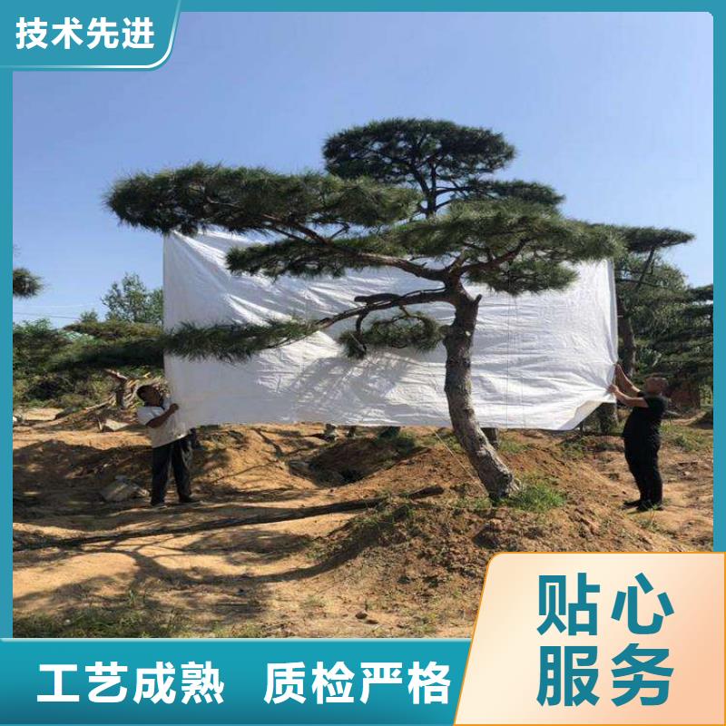 造型景观松咨询电话