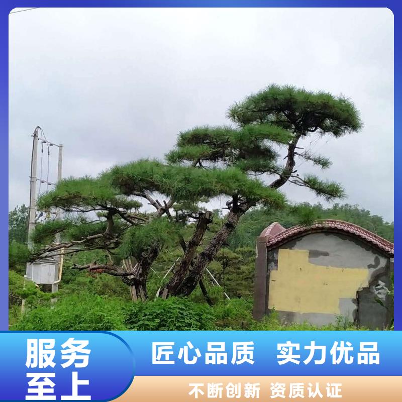 造型松好货促销