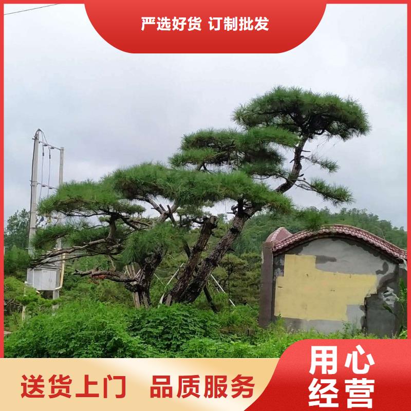 造型松供应商求