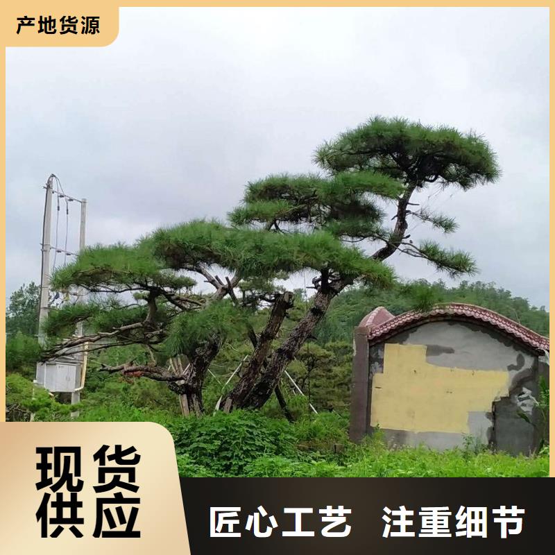 有现货的造型油松经销商