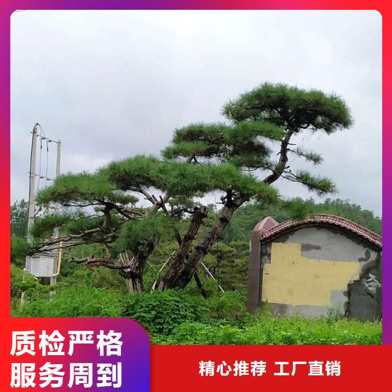 可定制的造型油松供应商