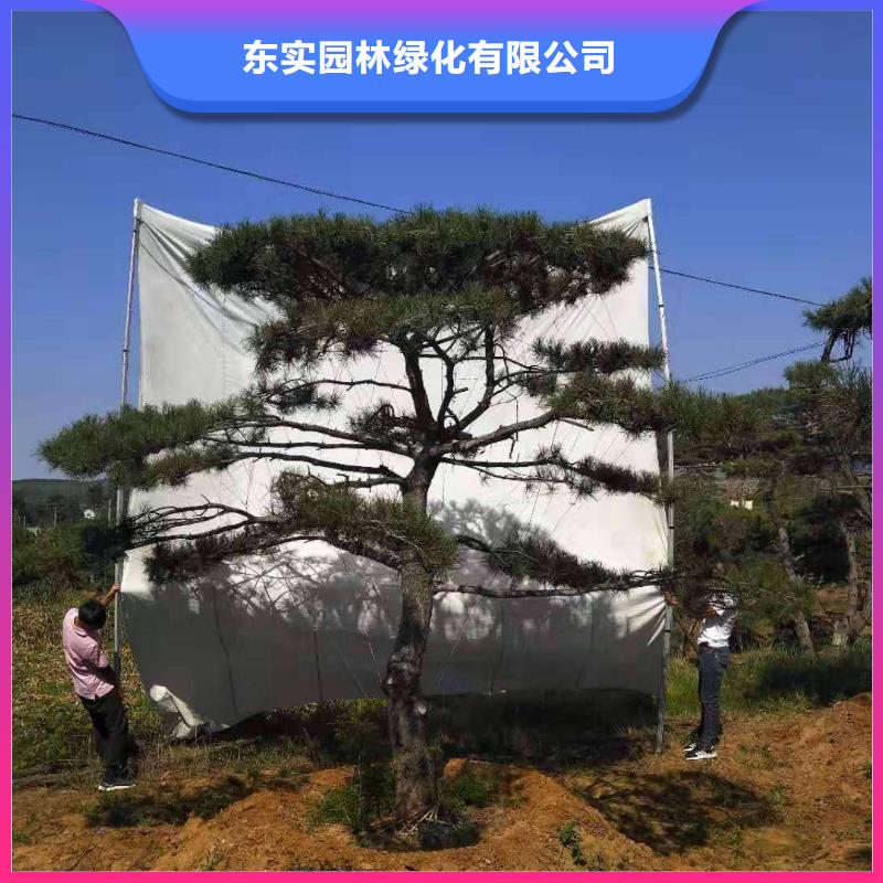 造型景观松咨询电话