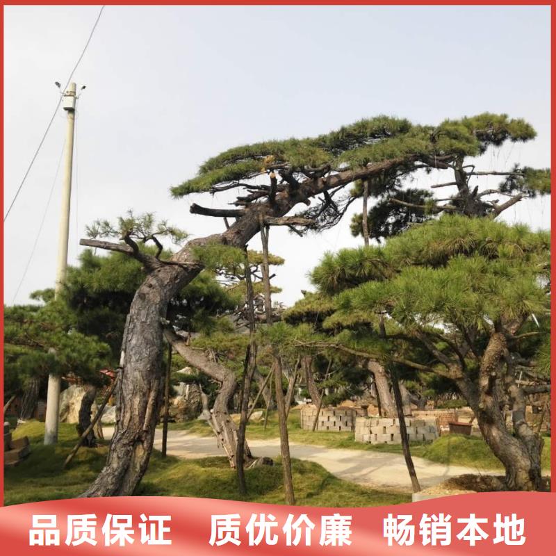 生产平顶松的厂家