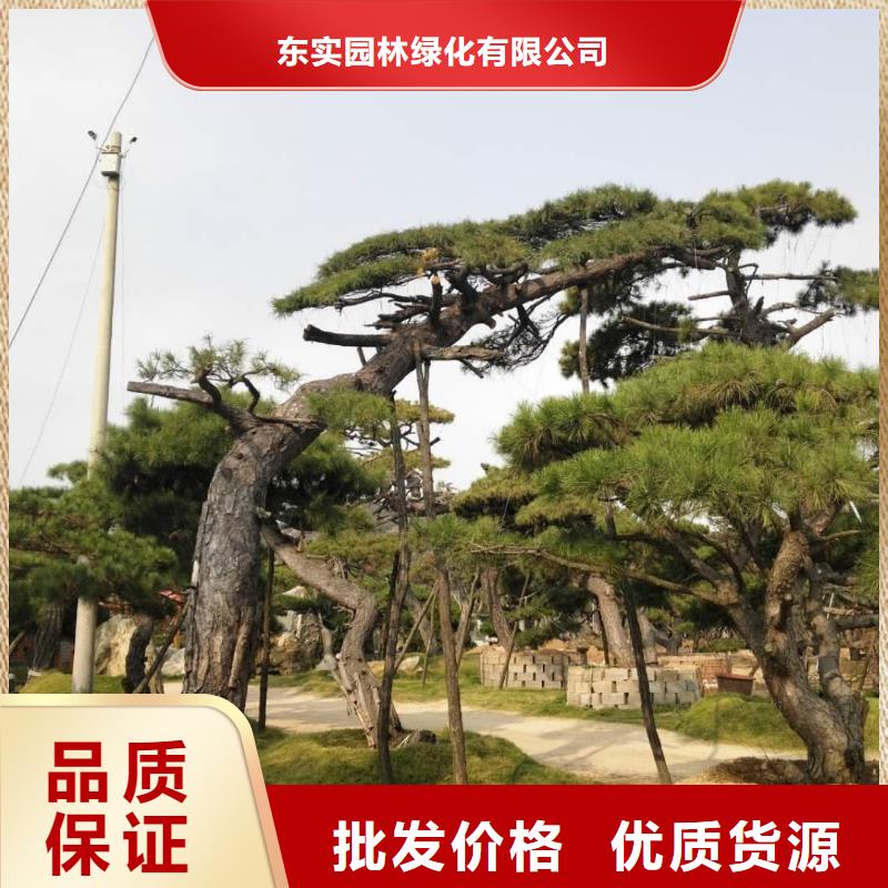 批发造型油松_诚信企业