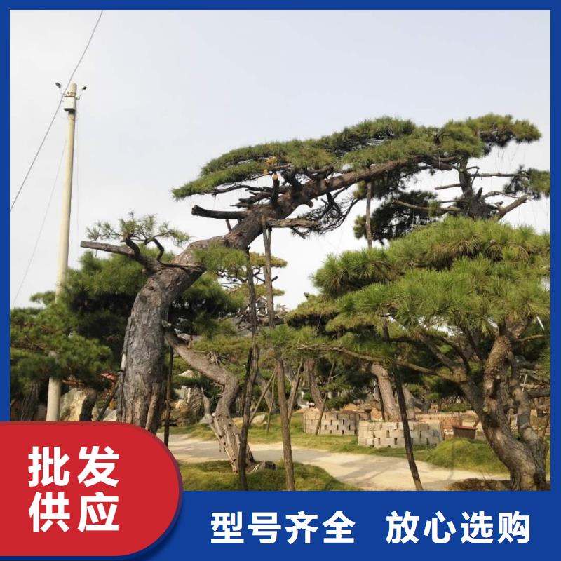 油松近行情