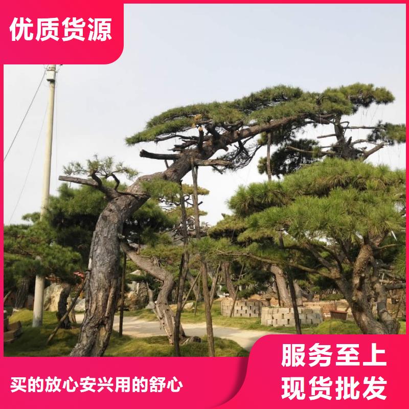 造型松厂家匠心品质