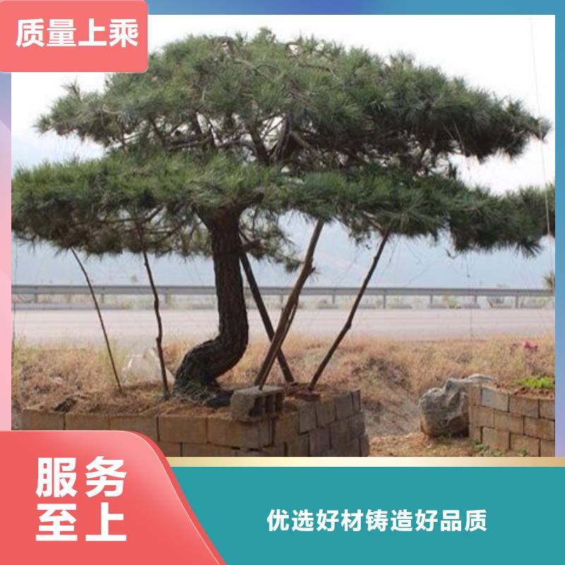 造型景观松今日价格