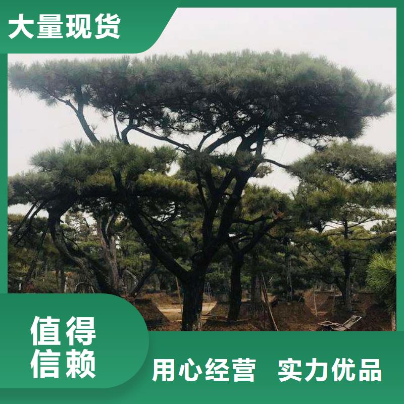采购造型油松必看-高性价比