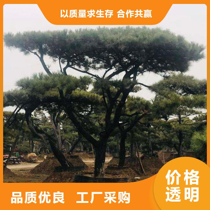  造型松款式多样