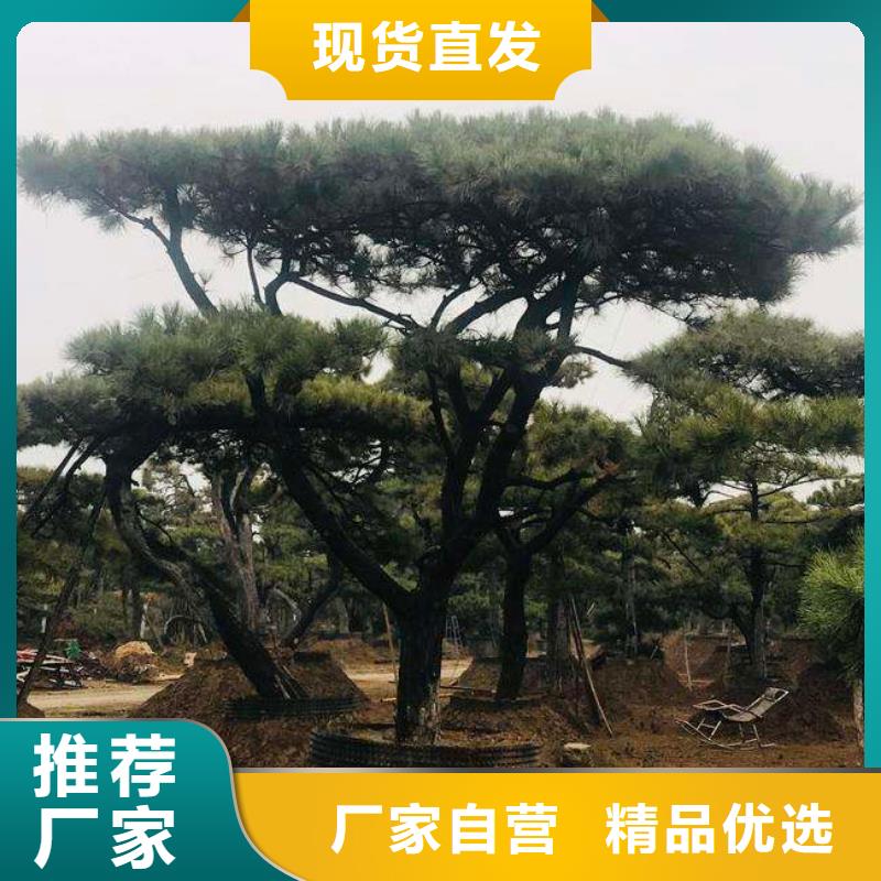 造型松免费回电