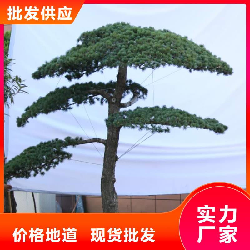 生产平顶松的厂家