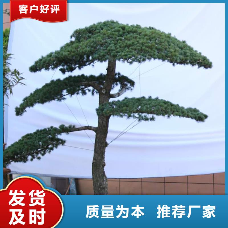 重信誉造型松厂家直销