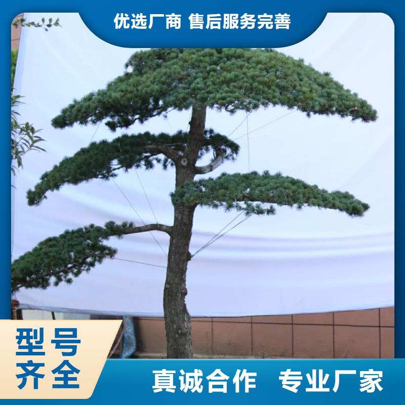 库存充足的油松经销商