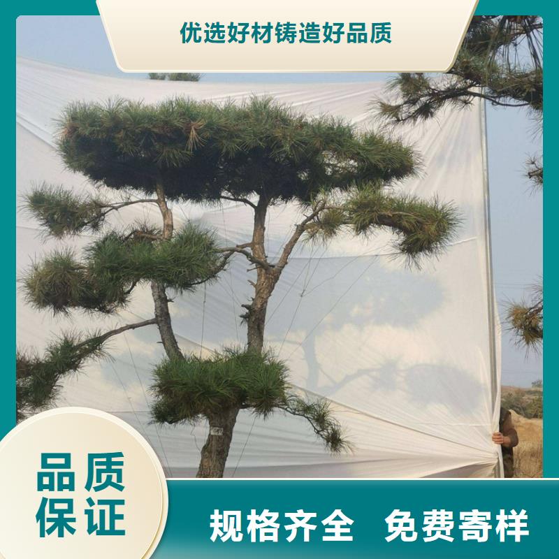 造型油松定制-不另行收费