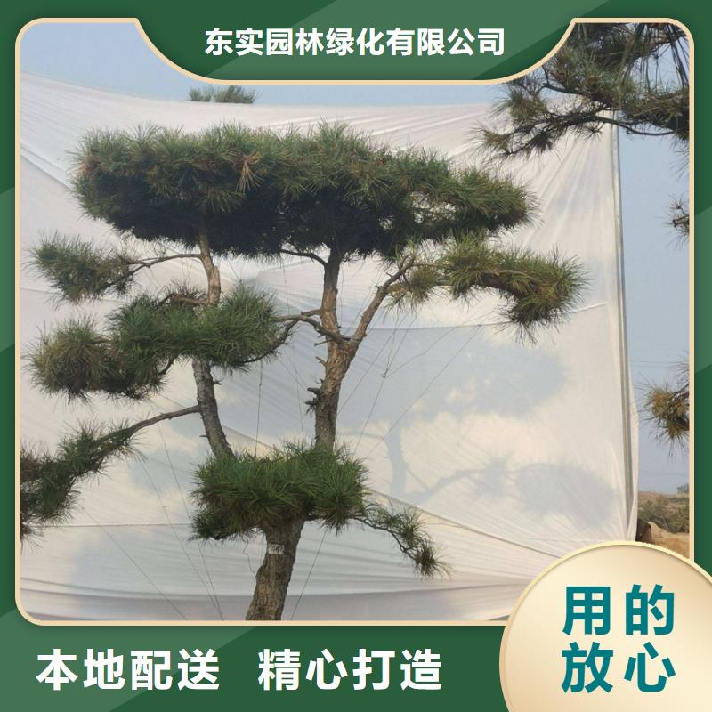 泰山松-热销