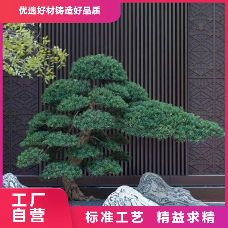 油松近行情
