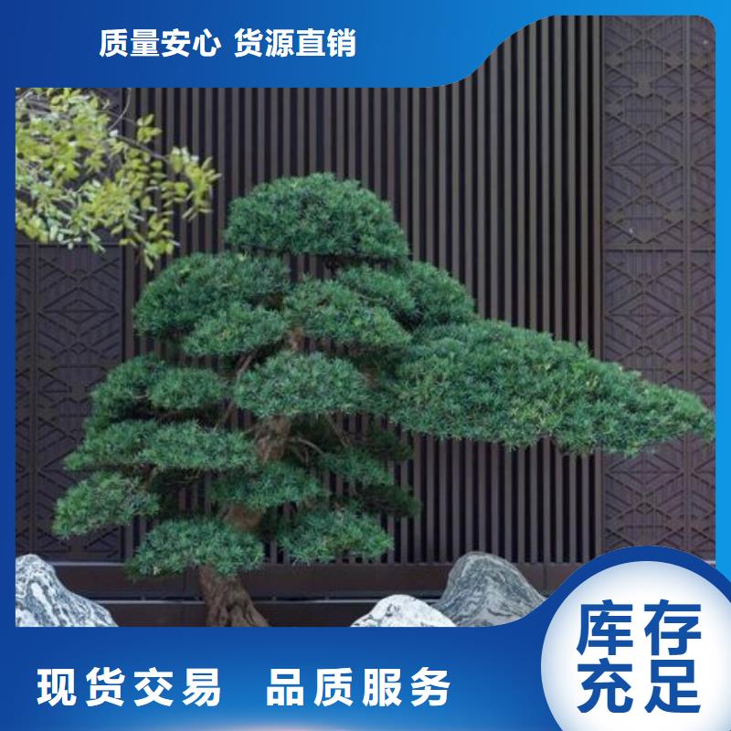 平顶松供应厂家