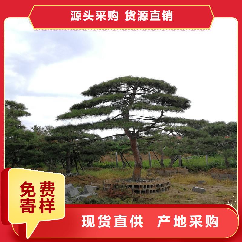 造型松促销