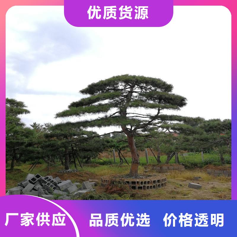 优质黑松的厂家