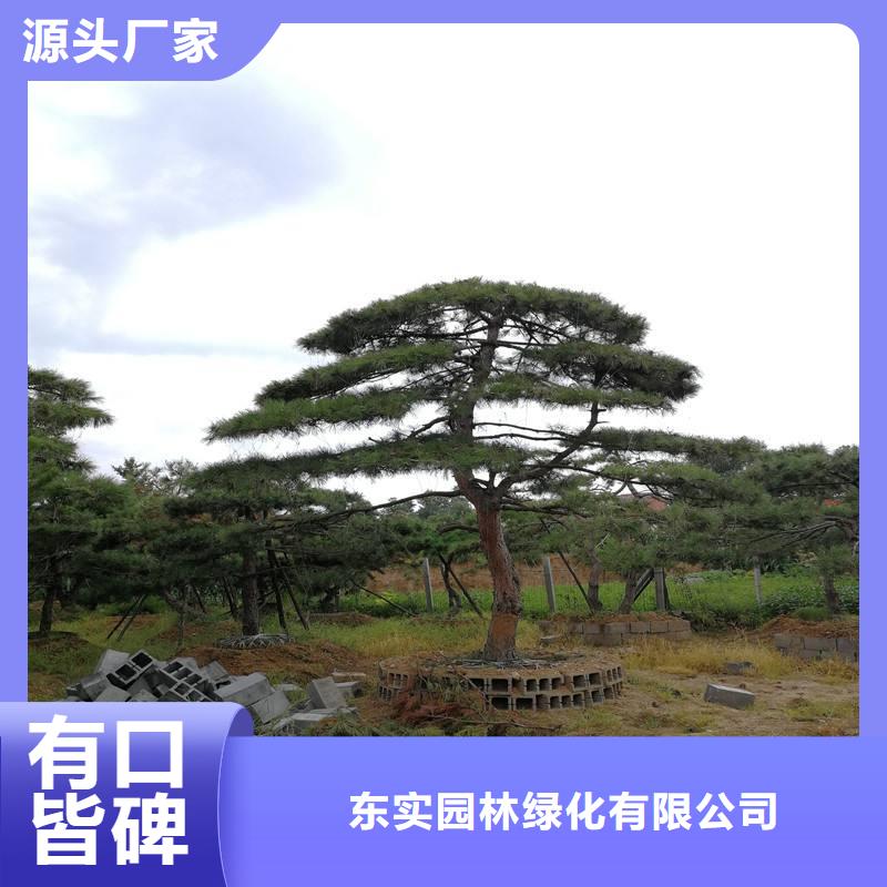 造型松促销