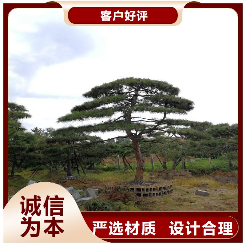 黑松价格-可按需定做