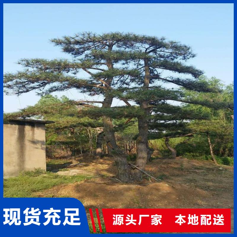  造型松保障