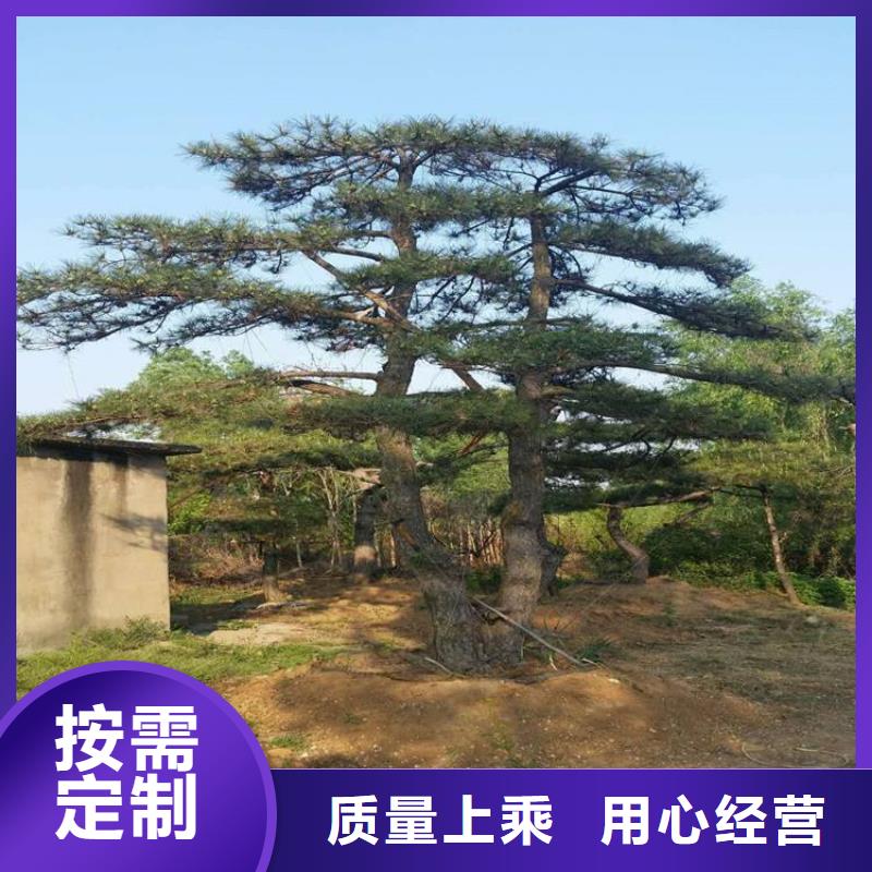 油松近行情