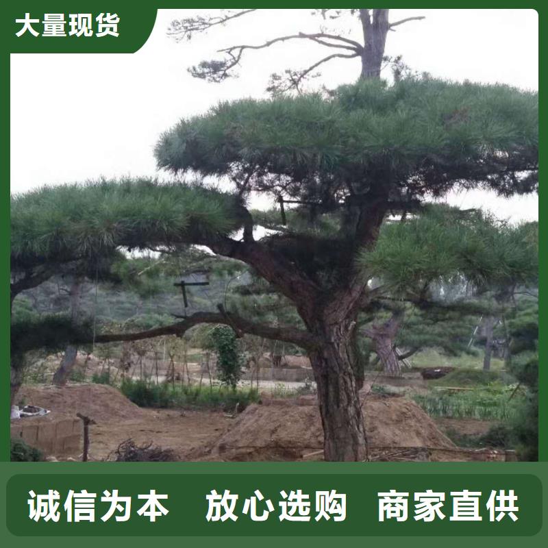 造型松促销