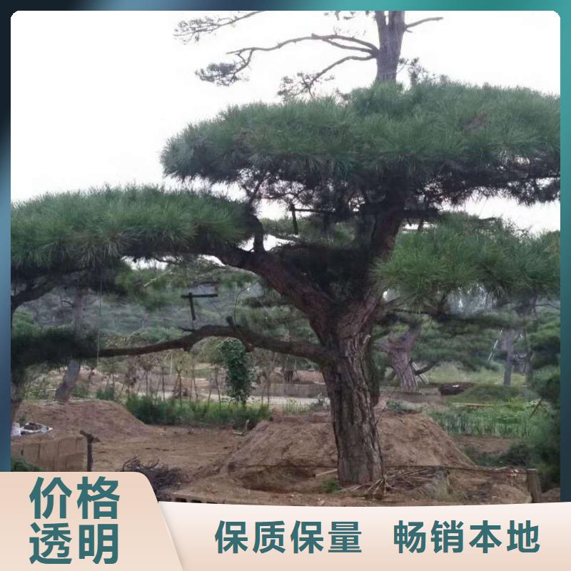 有现货的造型油松经销商