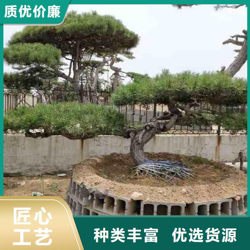 黑松厂家发货迅速