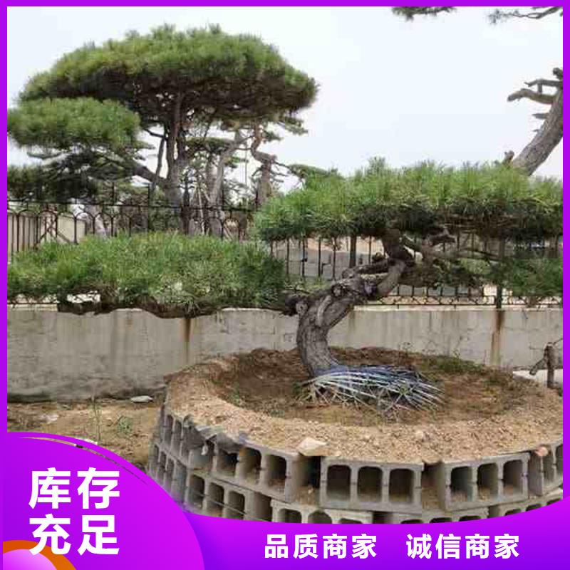 泰山松施工安装