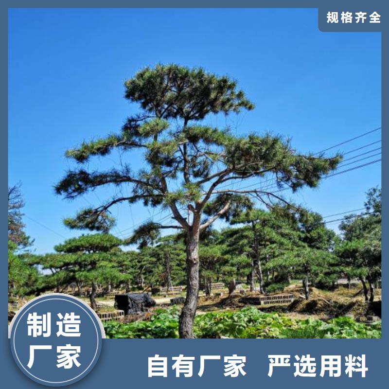 造型油松价格欢迎来电