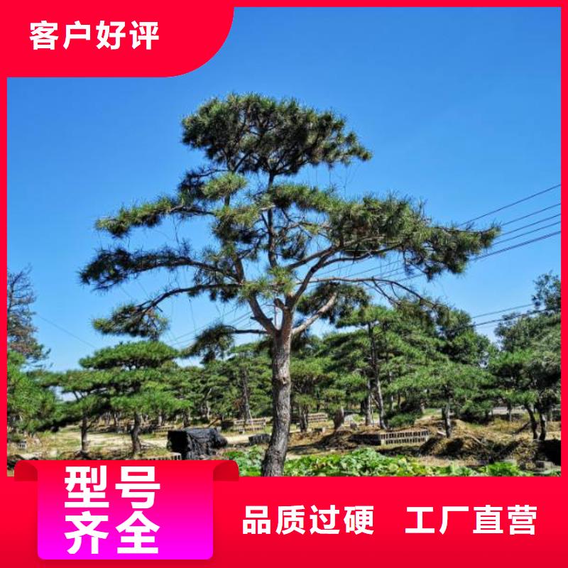 景观松免费寄样
