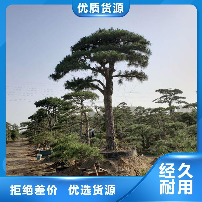  造型松服务周到