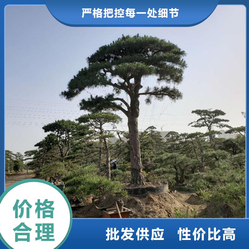 造型松好货促销