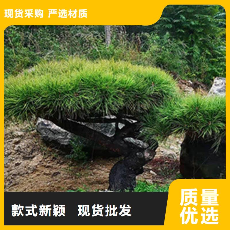 专业生产制造造型松公司