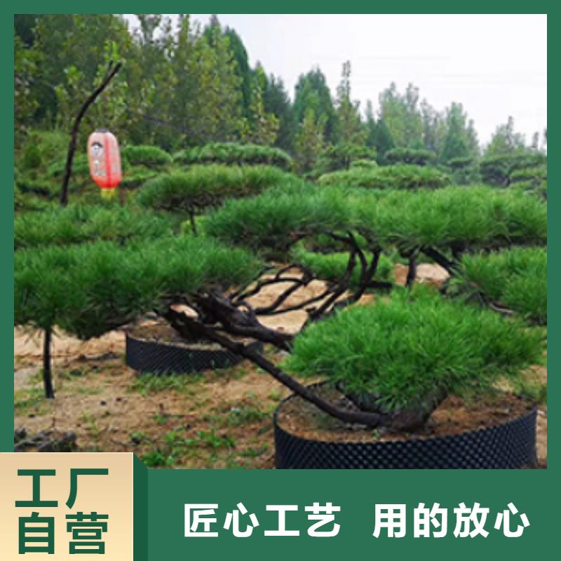 有现货的造型油松经销商