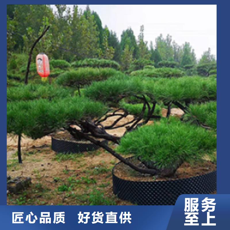 景观松优选厂商