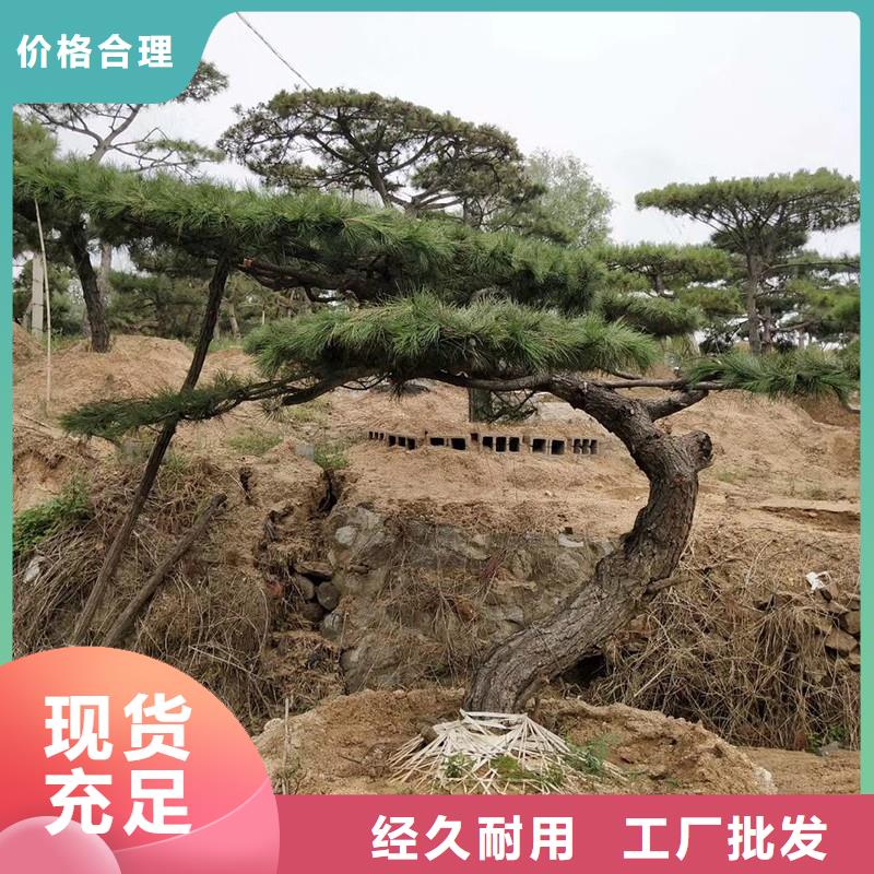 口碑好的泰山风景松厂