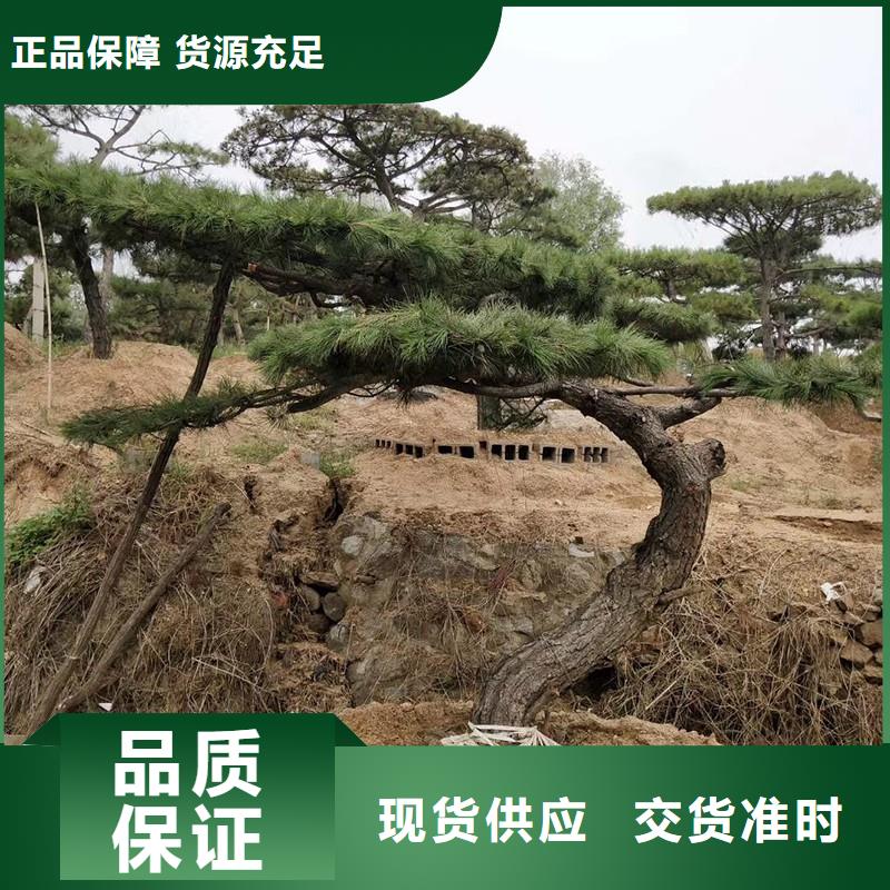 生产平顶松的厂家